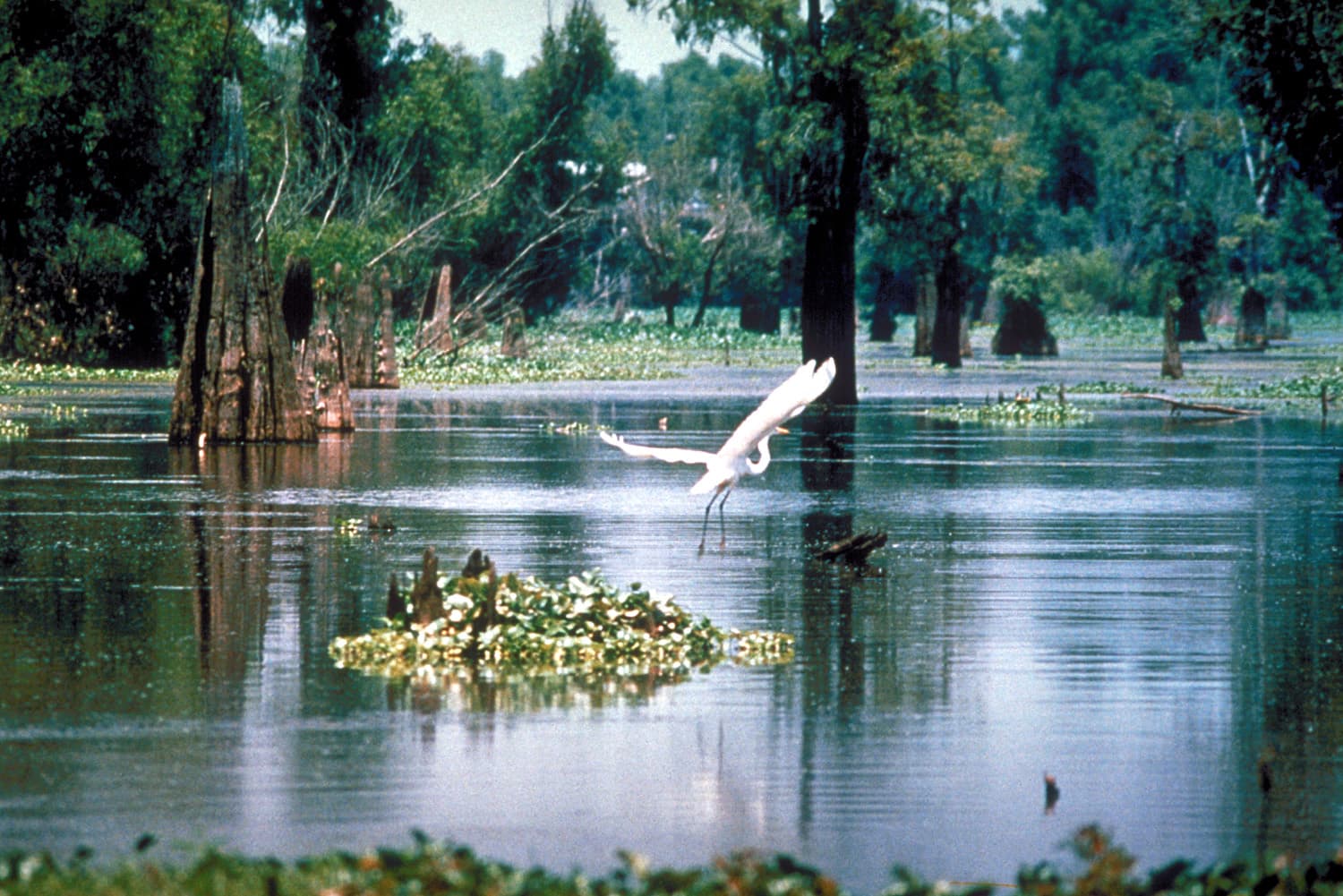 Wetlands of Louisiana