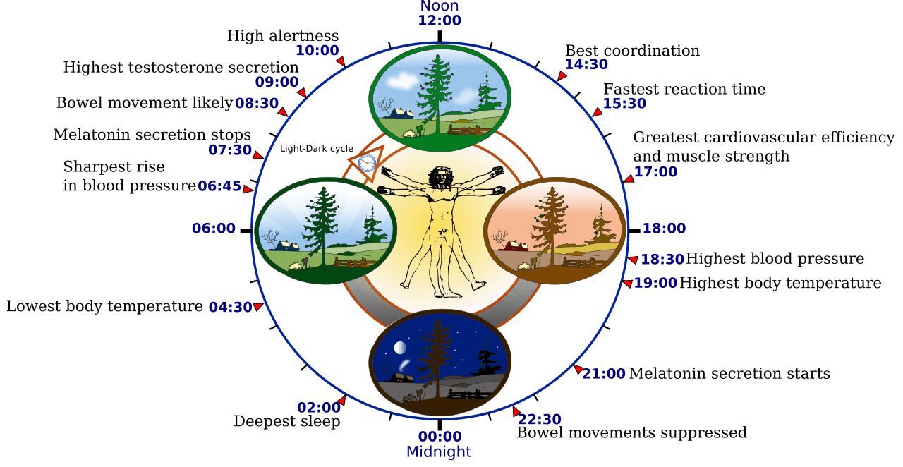 Circadian rhythm